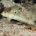 goby_shrimp_randalls_db_h_0705_png2206.jpg